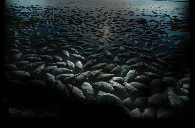 dead-fish1