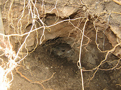 6807195929_2dfb82335a_m